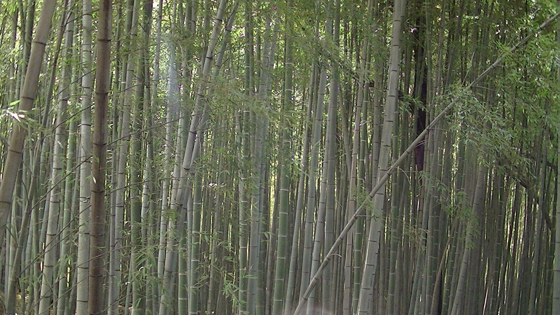 carousel-hero-element image-0