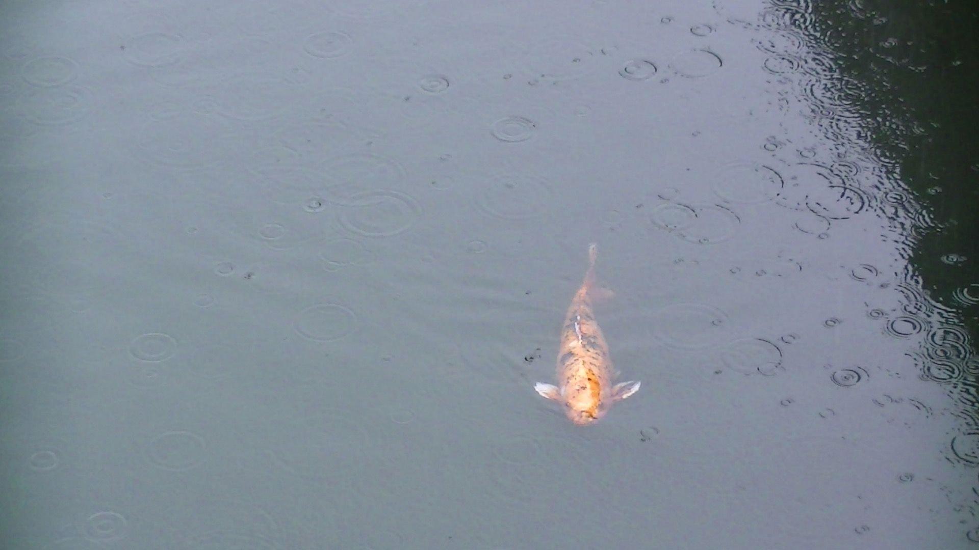 carousel-hero-element image-1